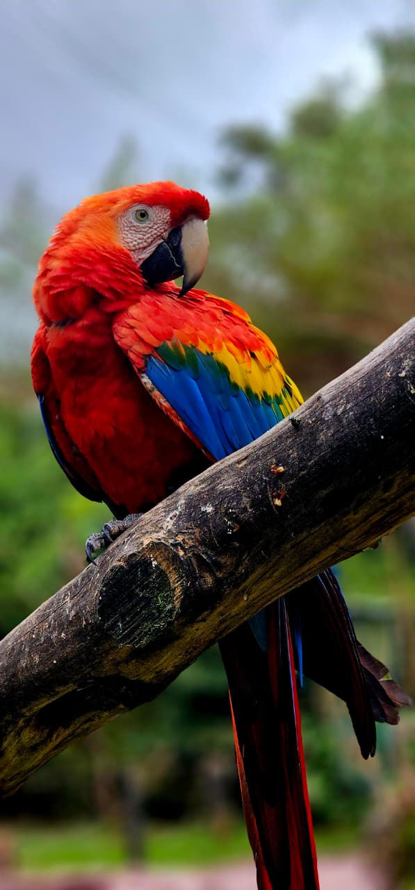 Arara no Gramadozoo. Concurso Bicho Bom de Foto. Registro: Halder Ramos