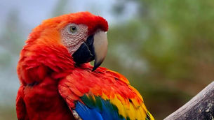 Arara no Gramadozoo. Concurso Bicho Bom de Foto. Registro: Halder Ramos