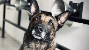 Outubro Rosa: conheça o projeto social que conta com cães na detecção do câncer de mama