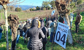 Produtores rurais de Gramado participam de capacitação sobre uva orgânica