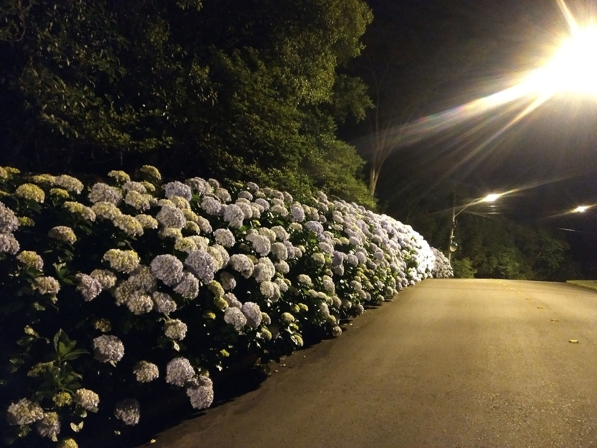 7 de julho, dia da Hortênsia em Gramado, RS. Foto: Tela Tomazeli