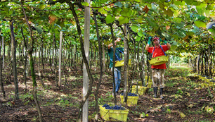 Viticultura gaúcha: certificação tem inscrições até 6 de outubro