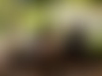 Casa de Convivência para Mulheres: estrutura prevista para inaugurar em agosto, em Gramado, RS