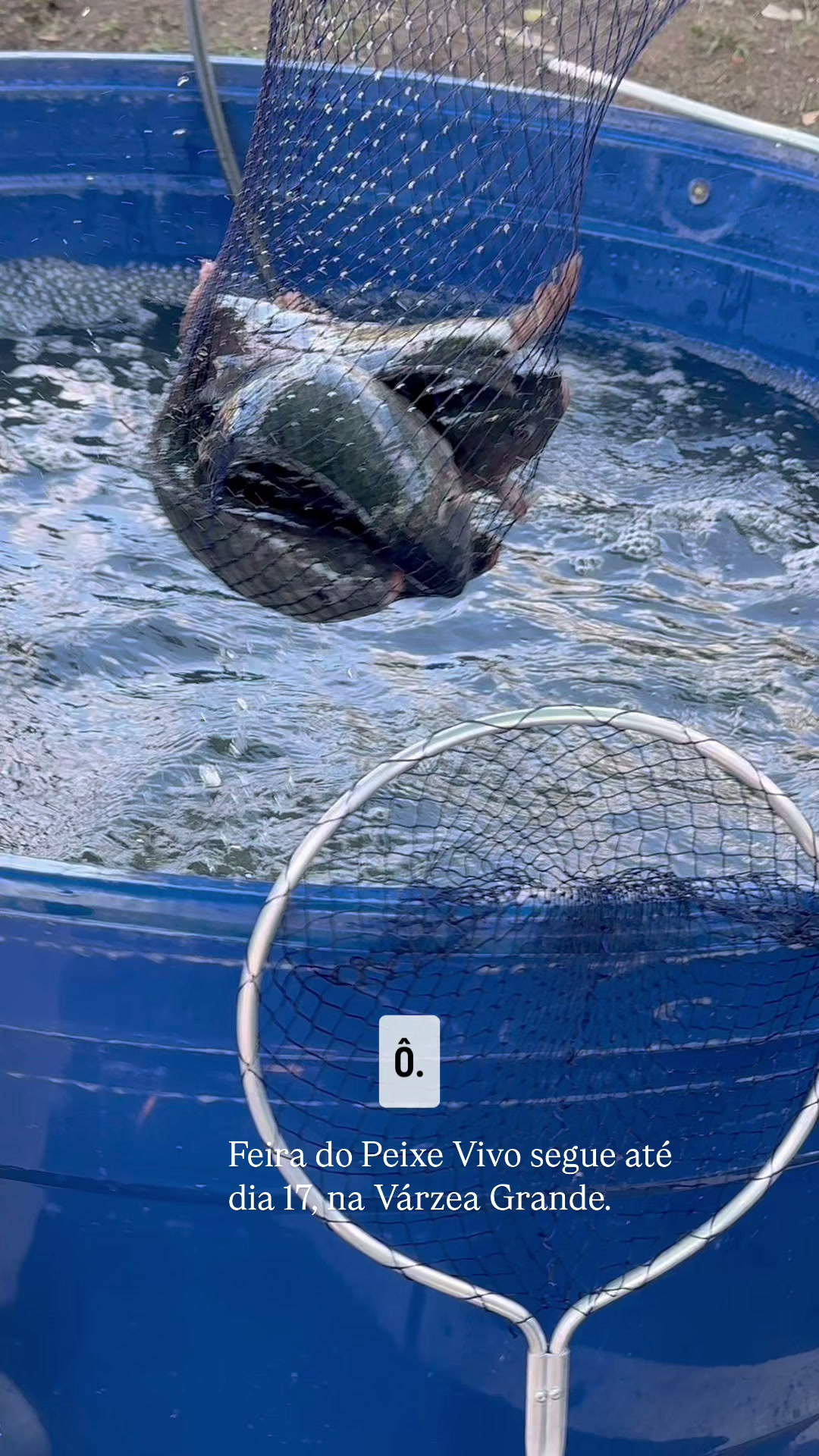 Feira do Peixe Vivo de Gramado: O sucesso crescente que impulsiona a Piscicultura local