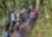 Projeto Loboguará