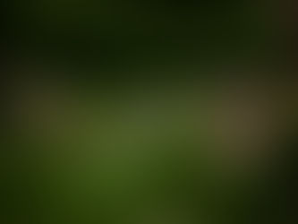 Garden Park: O melhor do churrasco com assinatura de campeão