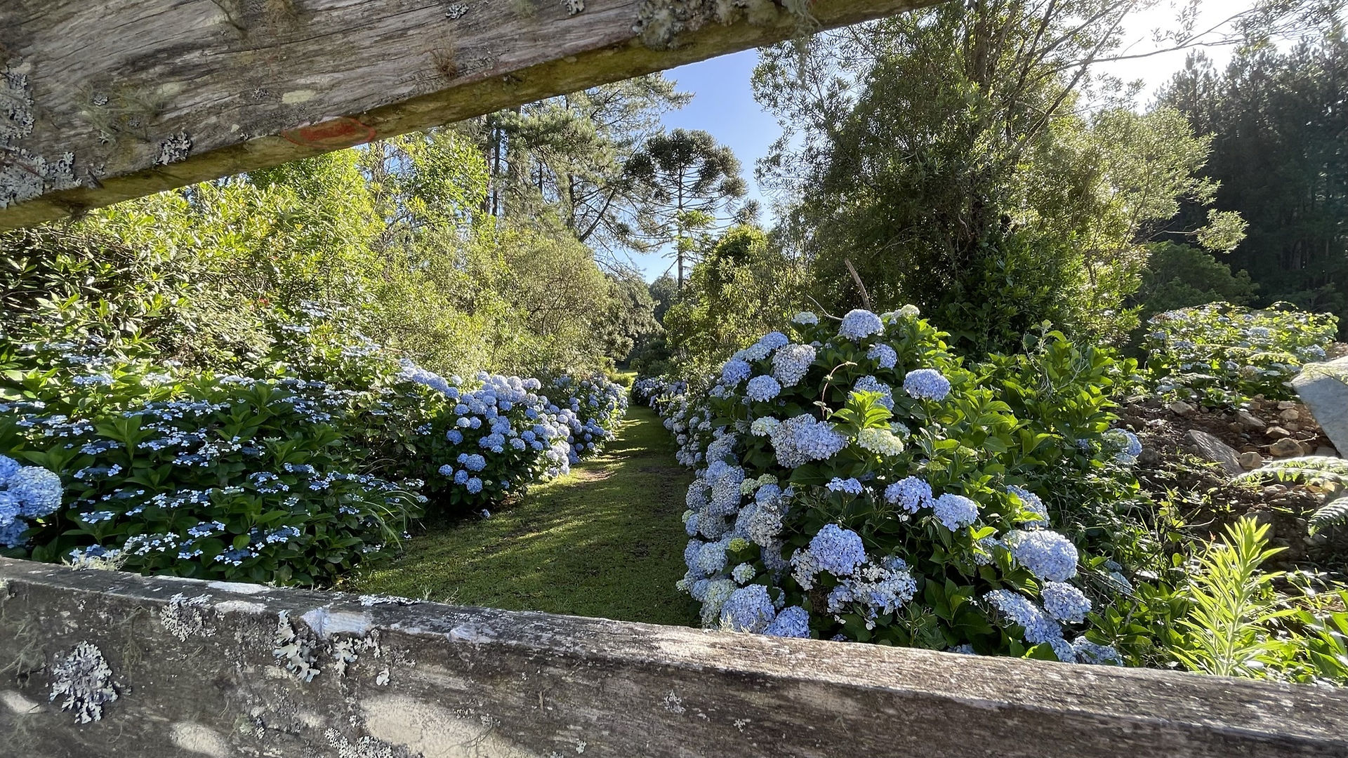 7 de julho, dia da Hortênsia em Gramado, RS. Foto: Tela Tomazeli