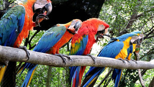 Gramadozoo lança promoção para moradores da região