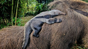 Gramadozoo registra primeiro nascimento de tamanduá-bandeira em cativeiros do Rio Grande do Sul