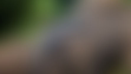 Gramadozoo registra primeiro nascimento de tamanduá-bandeira em cativeiros do Rio Grande do Sul