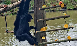 Mamãe Noel distribui presentes para animais do Gramadozoo