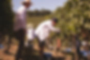 Abertas inscrições para 8ª turma de Vinho Tinto