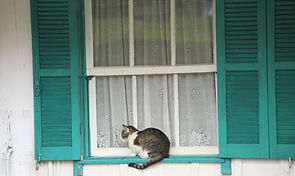 Brasil supera 160 milhões de pets 