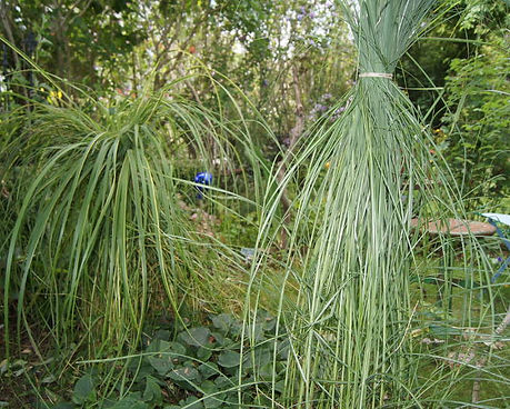 grasbueschelfrauen.jpg