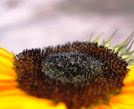 blaue_sonnenblume.jpg
