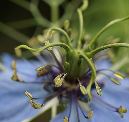 nigella_makro_gr.jpg