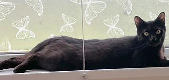 Twinkle & Checkers (3).jpeg