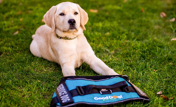 gooddog-hq-BuddyHR31BuddyVest.jpg