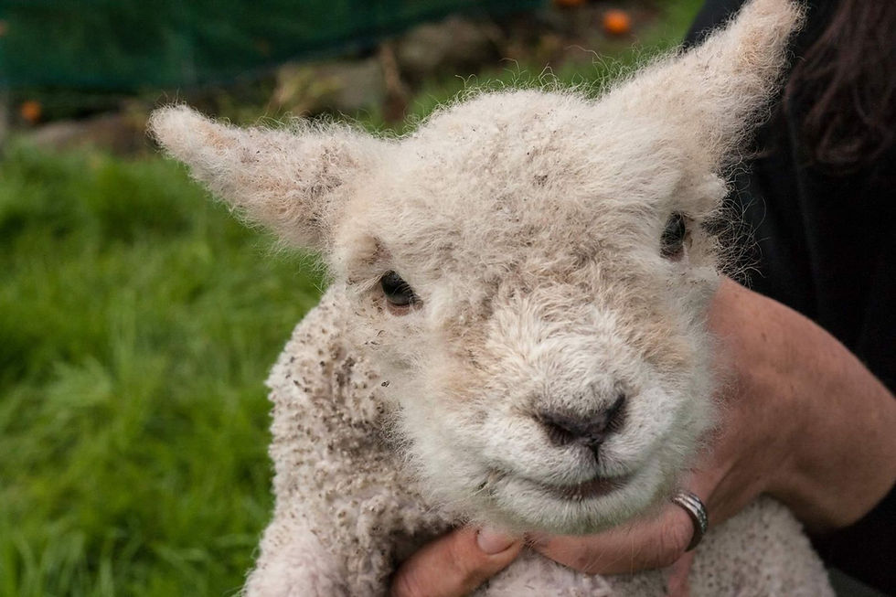 Babydoll Southdown Smiling Sheep New Zealand