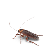 American Cockroach.G06.2k.png