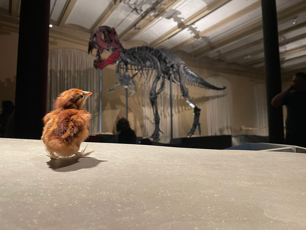 Ein Hühnerküken steht vor einem Skelett eines Tyrannosaurus Rex