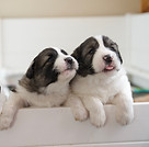 C Litter