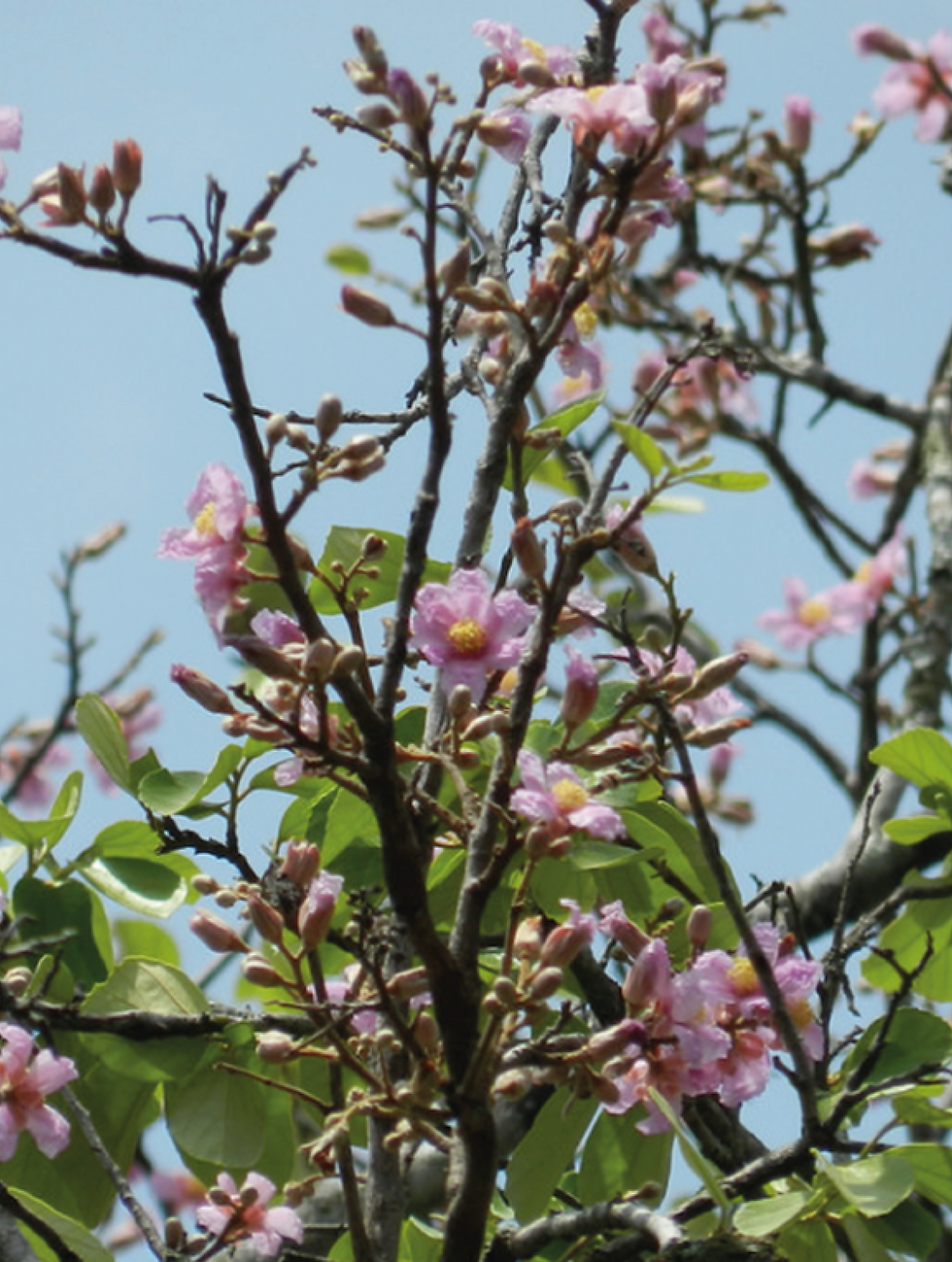 Miniatura: PLANTIO DE UM AÇOITA CAVALO