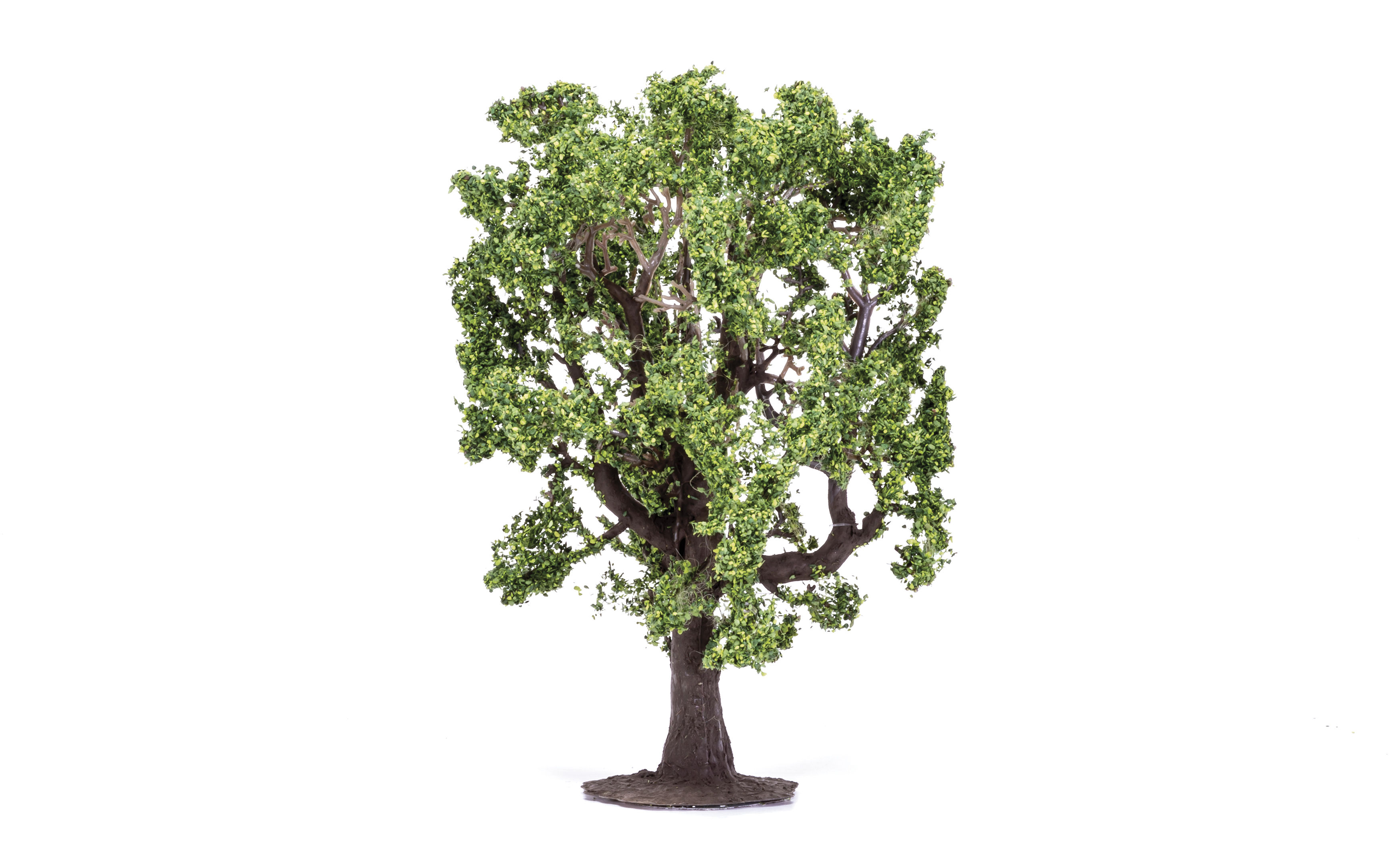 Oak Tree