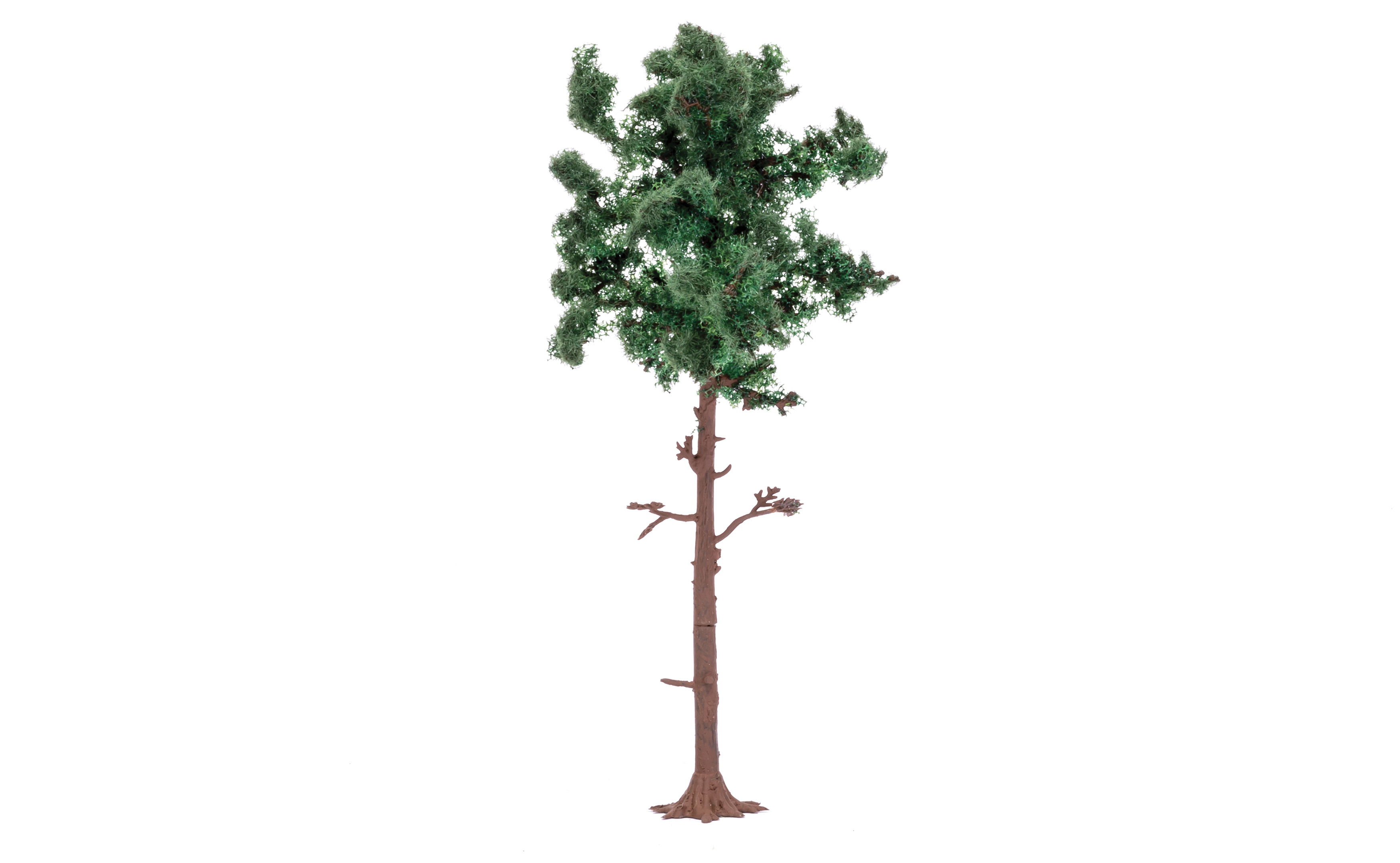 Large Pine Tree