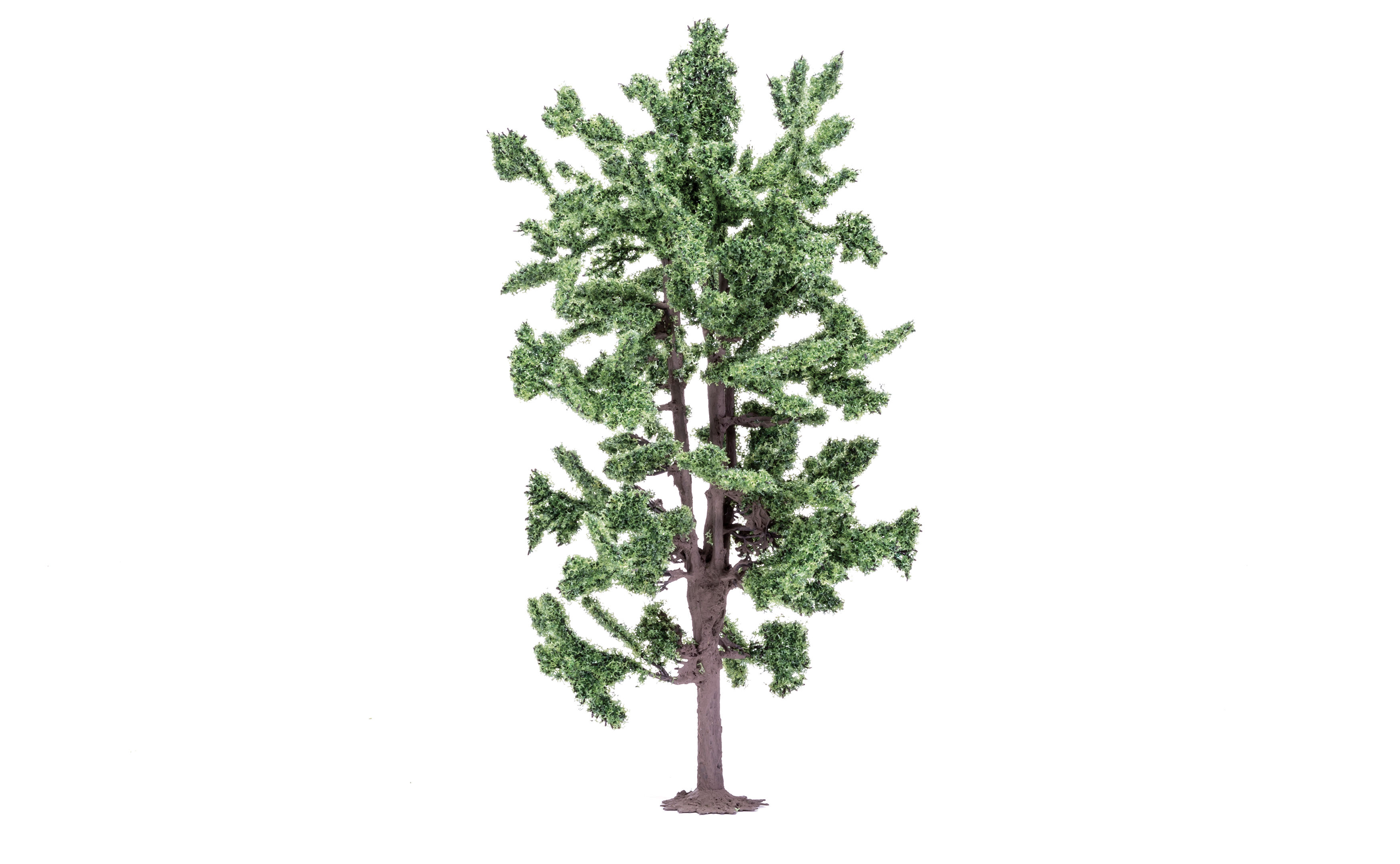 Lime Tree