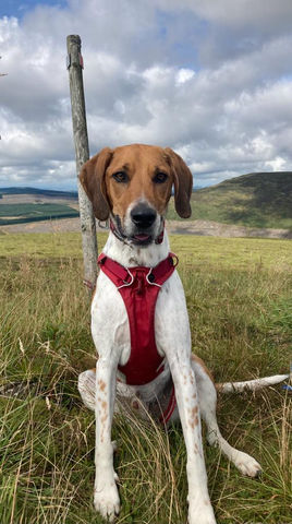 Brown and white foxhound sitting on the South Downs