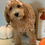 Thumbnail: F1b micro mini Goldendoodle female- apricot bows (20-25 lbs)