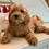 Thumbnail: F1b micro mini Goldendoodle female- apricot bows (20-25 lbs)