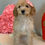 Thumbnail: F1b mini Goldendoodle female- light pink bow (30-35lbs)