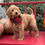Thumbnail: F1b mini Goldendoodle male- red/black bandana (30-35lbs)