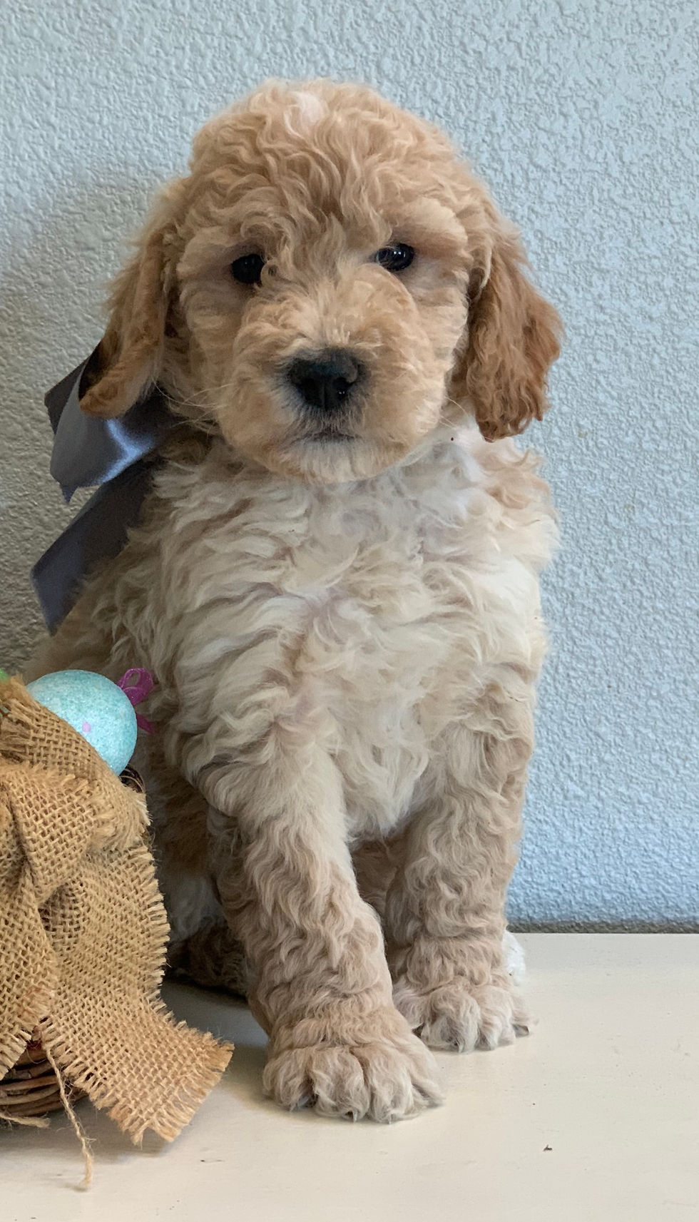 Thumbnail: F1b mini Goldendoodles (25-35lbs)