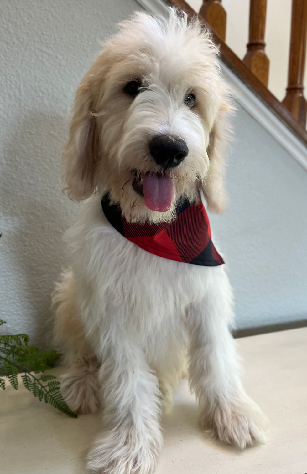 Thumbnail: F1b medium English Goldendoodle male (black/red bandana) 35-40 lbs