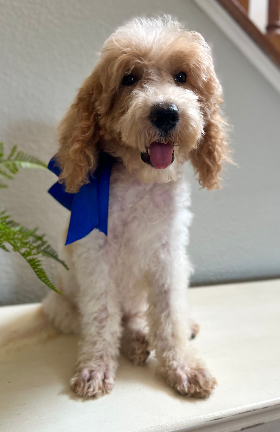 Thumbnail: F1b mini Goldendoodle male (dark blue ribbon) 25-30 lbs