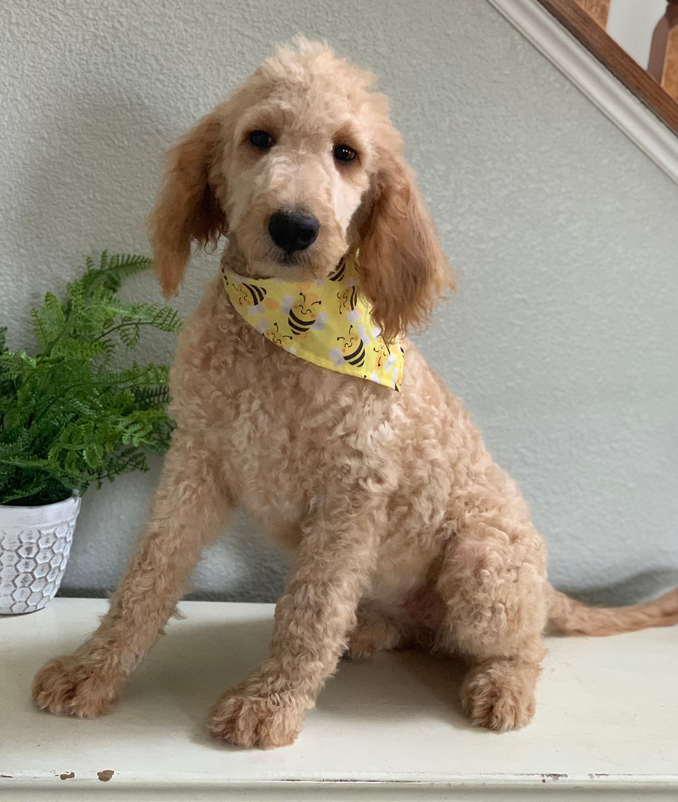 Thumbnail: F1b Medium Goldendoodle female (bumble bee bandana) 50-55 lbs