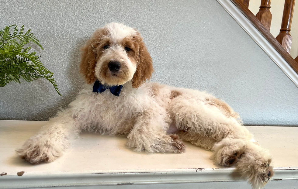 Thumbnail: F1b mini Goldendoodle male (dark blue bowtie) 30-35 lbs