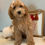 Thumbnail: F1b micro mini Goldendoodle female- apricot bows (20-25 lbs)