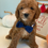 Thumbnail: F1bb micro mini Goldendoodle male- dark blue bowtie (20-25 lbs)