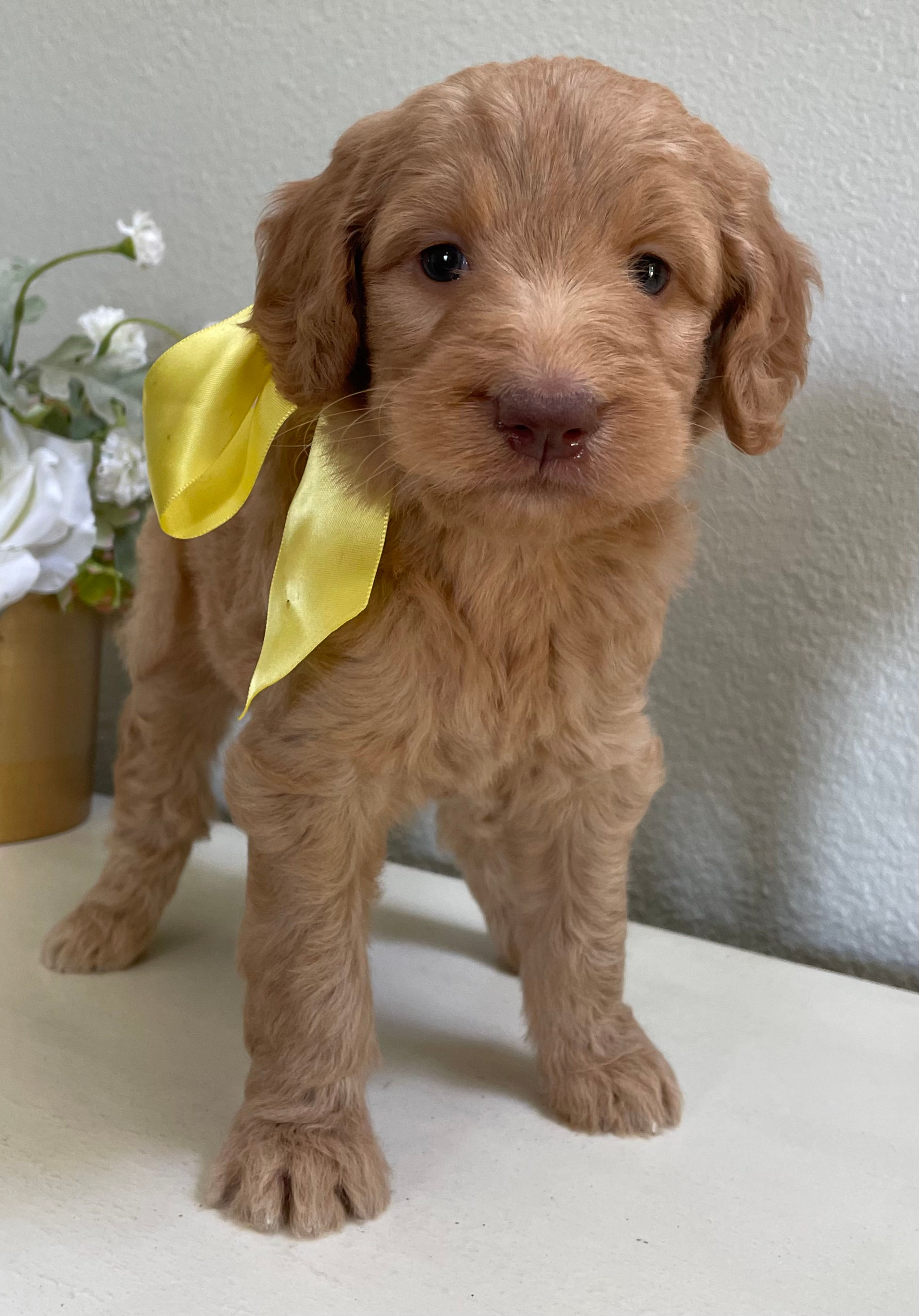 F1b Standard Goldendoodle female (yellow ribbon) 55-60 lbs