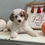 Thumbnail: F1b micro mini Goldendoodle parti female- light pink bow (20-25 lbs)