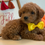 Thumbnail: F1bb micro mini Goldendoodle male- yellow bowtie (20-25 lbs)