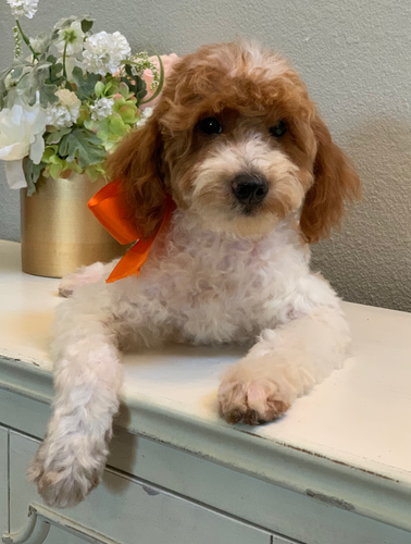 F1b Mini Red And White Parti Goldendoodle Red White Parti Fully