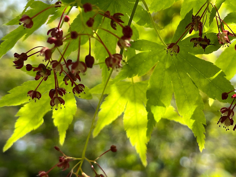 Miniaturbild: Handgepresster Honig 2025 Sammelgebiet "Alte Gärtnerei"