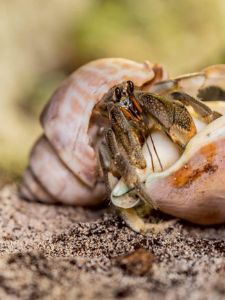 Sawanu Travel Ushers in a New Era of Marine Tourism in the Andaman Sea