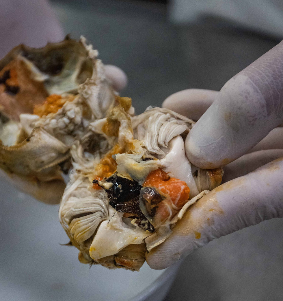 Gloved hands hold a dissected fish specimen with exposed orange and black tissue in a lab