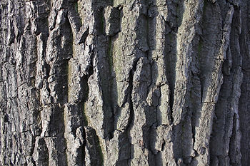 bark-1424667_1280.jpg